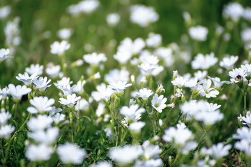 White spring flowers