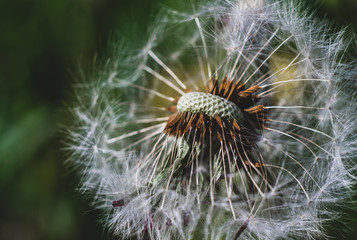 Close-up on a field dandelion. macro dandelion seeds