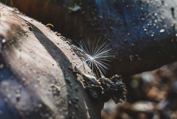 little fluff from a flower lies on a mushroom cap
