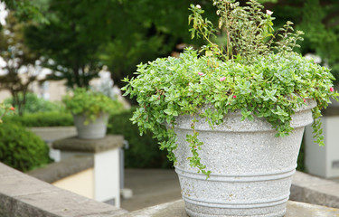 greens in a pot