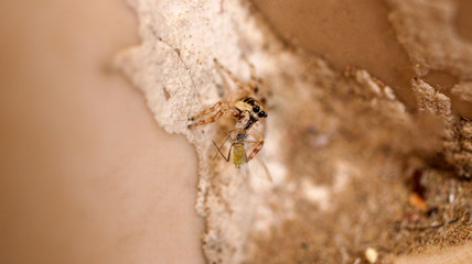 little jumping spider macro photo