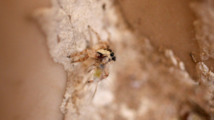 little jumping spider macro photo