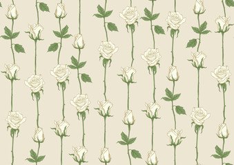 White roses seamless pattern, background. Colored vector illustration