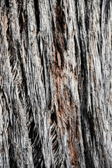 tree bark texture