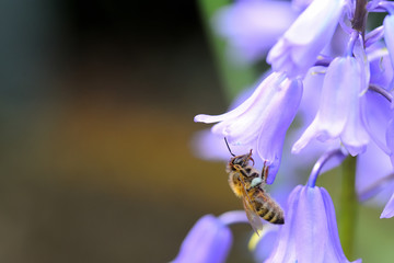 Macro of a bee at a bluebell flower with vibrant colors and bokeh background