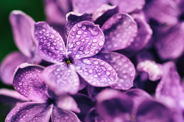 Lilac flowers macro