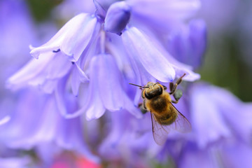 Macro of a bee at a bluebell flower with vibrant colors and bokeh background
