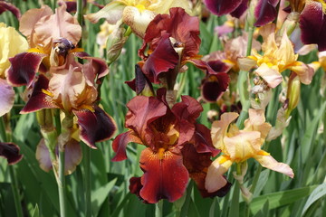 Dark red and yellow flowers of irises in May
