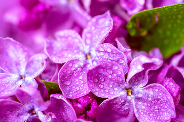 Lilac flowers macro