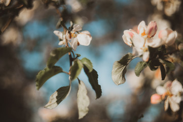 Beautiful spring background with blooming apple tree branches. White petals on a sunset background. Selective focus, selective focus