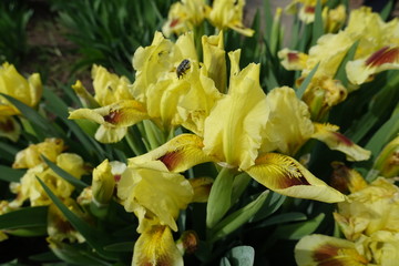 Obraz premium Close shot of yellow and brown flowers of bearded iris in May