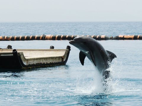 25,000 BEST Dolphin Jumping IMAGES, STOCK PHOTOS & VECTORS | Adobe Stock