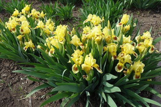 Lots of yellow and brown flowers of bearded irises in May