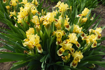 Numerous yellow and brown flowers of bearded iris in May