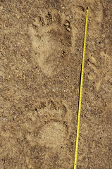 Cantabrian brown bear (Ursus arctos arctos) tracks in the Cantabrian mountains, León, Spain