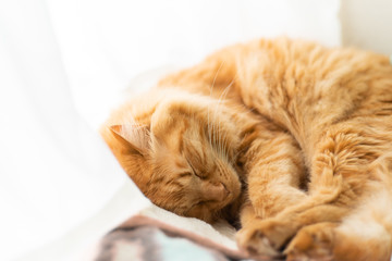 眠るネコちゃん　茶トラ猫
