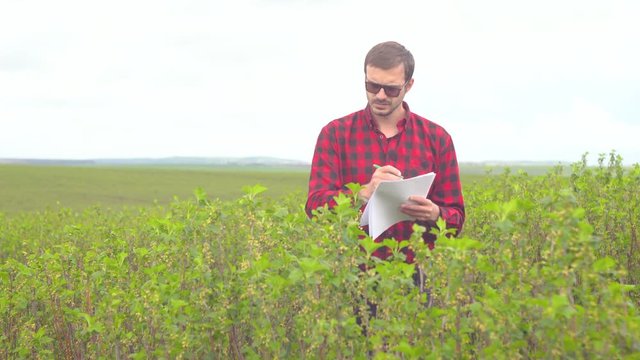 Farmer inspects bush growth. Farmer standing in tea field