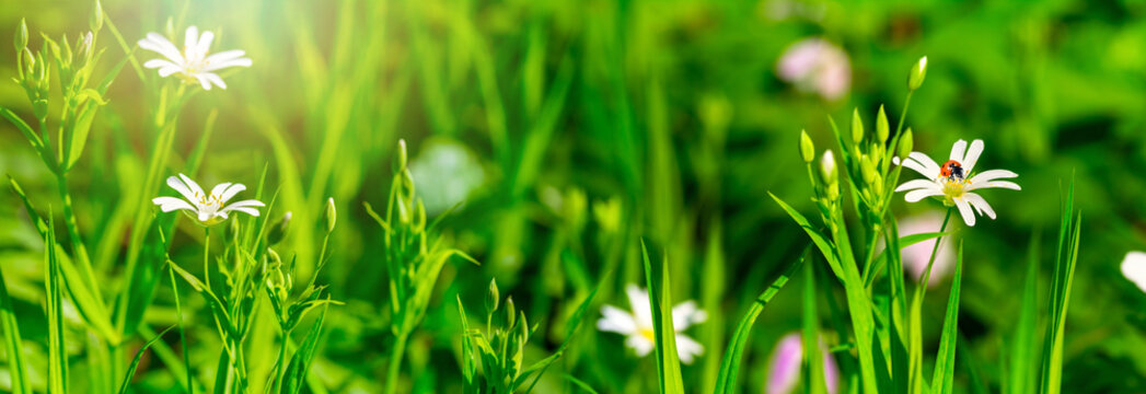 Dreamy white spring Stellaria holostea flower bloom, grass, ladybug close-up against sunlight panorama. Spring floral image. Macro soft focus. Nature greeting card background
