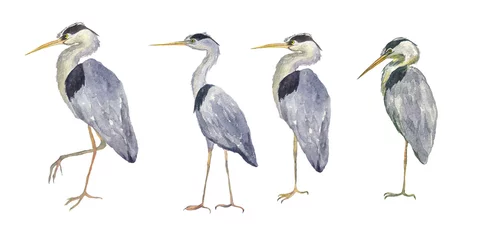 Poster Reiger Aquarel set reiger vogels geïsoleerd op een witte achtergrond. Hand tekenen illustratie van grijze reiger. Vogel met lange poten. Perfect voor kaarten, print, sticker, wenskaart.