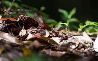 身近な生き物　トカゲ　カナヘビ