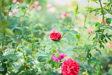 Beautiful red roses flower in the garden