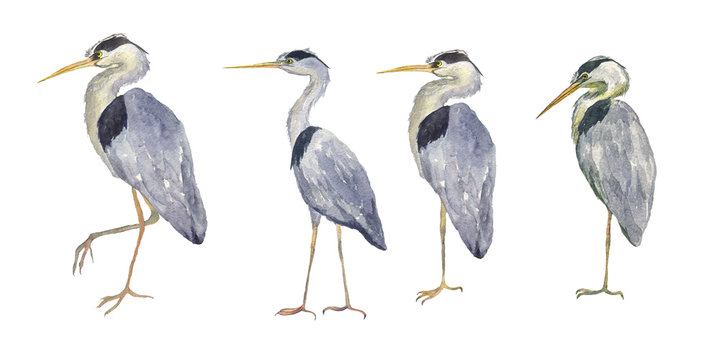 Watercolor set heron birds isolated on white background. Hand drawing illustration of Grey heron. Bird with long legs. Perfect for cards, print, sticker, greeting card.