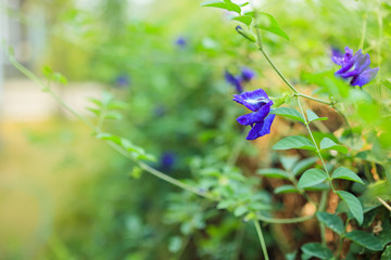 close up blue butterfly pea flower in the garden