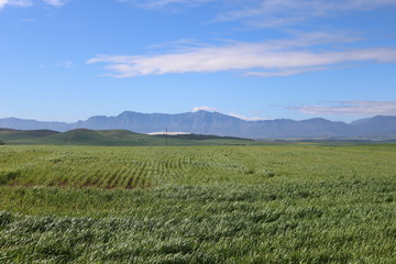 Fototapeta premium Landscape in the western cape