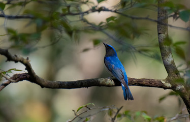 夏の鳥　オオルリ