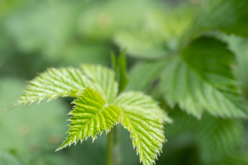 Close-up of branch with young leaves of blackberry bush growing in the garden in spring sunny day. Selective focus