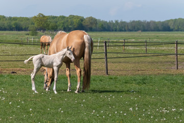 Obraz premium Cremello mare with a newborn cremello foal standing in the pasture. Animal portrait