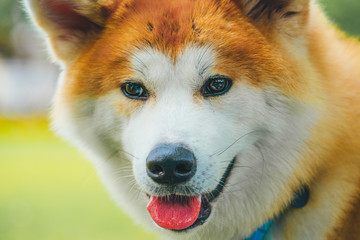 Akita dog