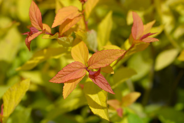 Japanese Spirea Goldflame