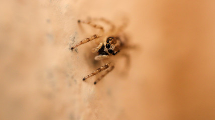 little jumping spider macro photo