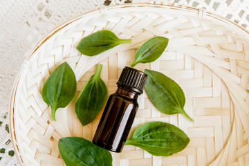 Plantago major, broadleaf plantain, white man's foot, or greater plantain tincture in dropper bottle with fresh plant leaves. Flat lay.