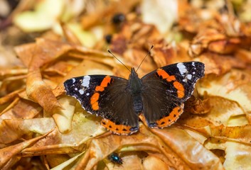 Old and worn autumn butterfly. The Red Admiral Venessa atalanta is a frequent visitor to gardens