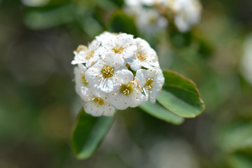 Obraz premium Van Houttes spiraea