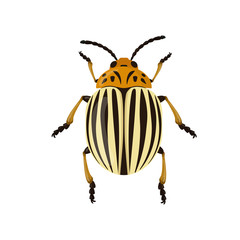 Colorado beetle ockroach isolated on white background. Insect illustration