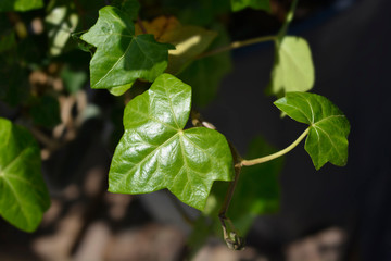 Atlantic ivy