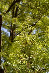 Narrow-leaved ash