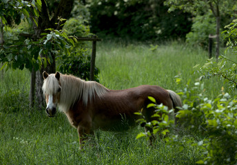 Natur 