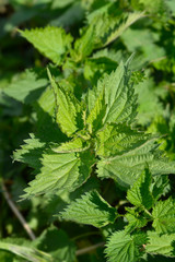 Common Nettle