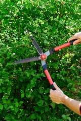 Man hands cuts branches of bushes with hand pruning scissors.