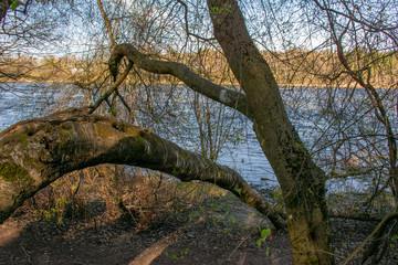 Fototapeta na wymiar Tree by the river leaned to the ground