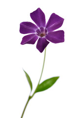 Naklejka na ściany i meble Beautiful delicate purple periwinkle flower on a white background