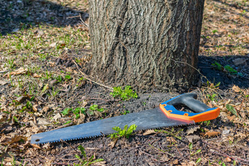 Garden saw lies on the ground in dry leaves near the trunk of a sawn tree