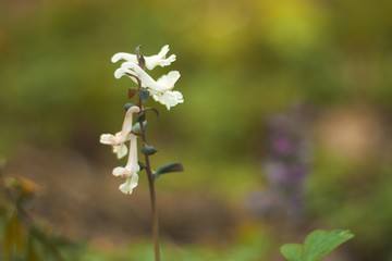 close up of a white wild flower