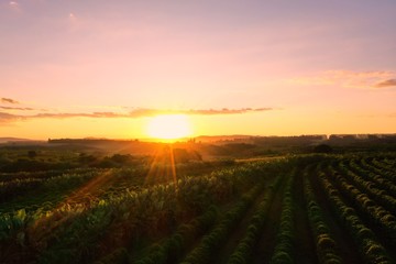 Panoramic view of sunset agriculture field with the beauty skyline. Rural life scene. 