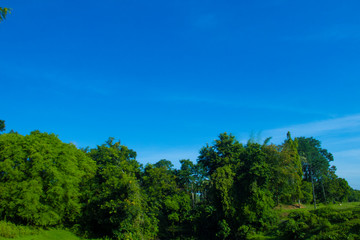 Fototapeta na wymiar green forest and blue sky