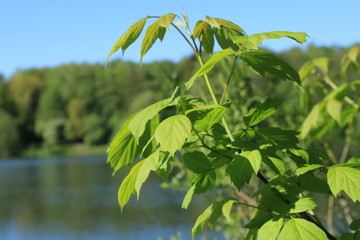 On the bank of the pond in the city forest park